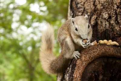 A squirrel on a tree boll eating some nuts.