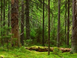 A green and verdant larch forest.