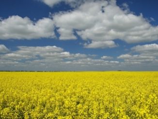 A field of yellow flowering oilseed rape with a cloudy sky above.