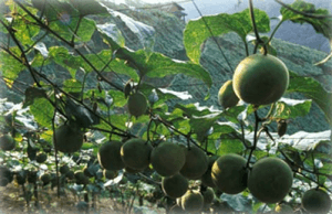 Luo Han Guo Fruit. Photo by assman.