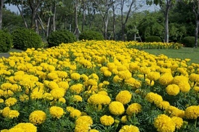 Field of golden yellow African marigolds. A great source of lutein.