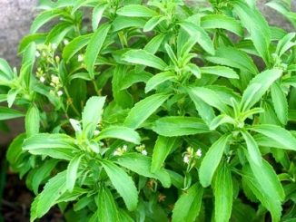 Stevia plants with small white flowers.