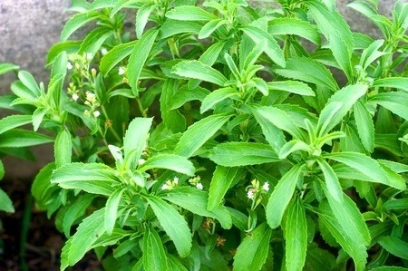 Stevia plants with small white flowers.