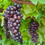 Bunches of black grapes hanging from a grape vine.