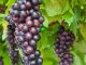 Bunches of black grapes hanging from a grape vine.