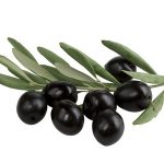 Olive branch with black olives on white background isolated