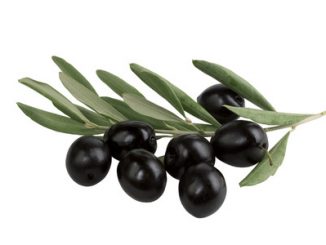 Olive branch with black olives on white background isolated