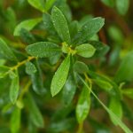 Beautiful, fresh, vibrant leaves of a bog myrtle after the rain. Shallow depth of field closeup macro photo.