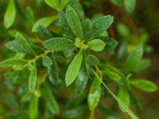 Beautiful, fresh, vibrant leaves of a bog myrtle after the rain. Shallow depth of field closeup macro photo.