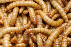 Mealworm (Tenebrio sp.) Copyright: shenk1 / 123RF Stock Photo