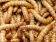 Mealworms in full view.