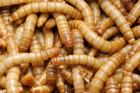 Mealworms in full view.