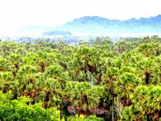 Palmyra palm trees in Thailand jungle.