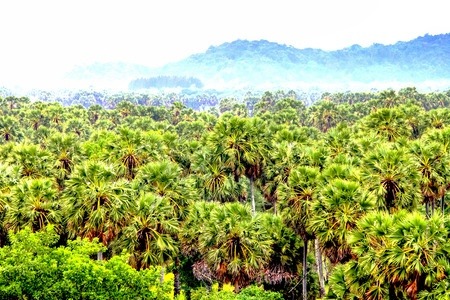 Palmyra palm trees in Thailand jungle.