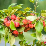 Crab apples on a tree.