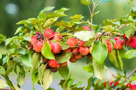 Crab apples on a tree.
