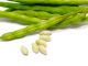 Fresh common beans (kidney beans) isolated on white background