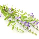 20978178 - ban zhi lian on a bright background