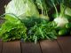 42724918 - useful green vegetables on a wooden background