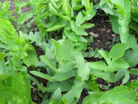 Skirret growing in the vegetable patch. Looks like broad beans when young.