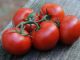 Five plump and juicy vine-ripened tomatoes