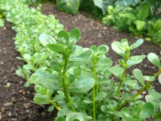 Purslane - a halotolerant vegetable in neat rows in a vegetable plot.