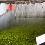 79322049 - working process of the production of green peas on cannery. ripe green peas washing in water before preservation. movement on the conveyor. Minimal processed fruit and vegetables