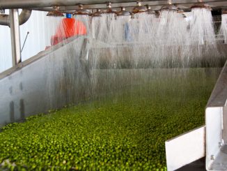 79322049 - working process of the production of green peas on cannery. ripe green peas washing in water before preservation. movement on the conveyor. Minimal processed fruit and vegetables