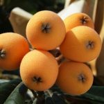 Ripe loquats hanging from their tree.