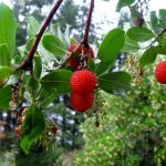 67673972 - strawberry tree (arbutus unedo) fruit.