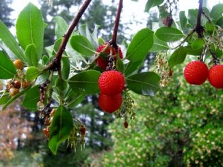 67673972 - strawberry tree (arbutus unedo) fruit.