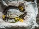 Whole baked fish with lemon slices and thyme cooked in a bag. High pressure processing improves fish quality for eating.