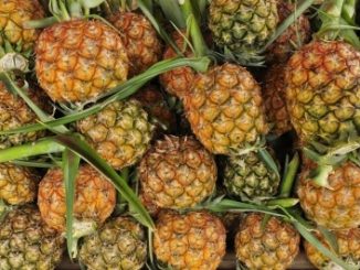 Pineapples with their leaves on.. A source of bromelain.