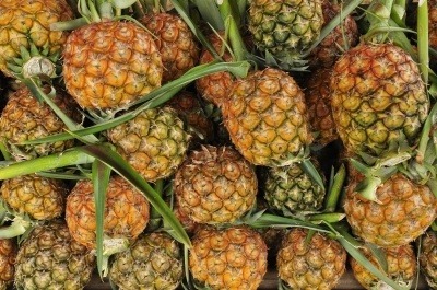 Pineapples with their leaves on.. A source of bromelain.