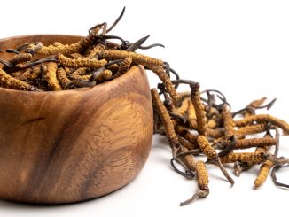 Close up Cordycep sinensis (CHONG CAO) or mushroom cordyceps on Wooden bowl on isolated background. Medicinal properties in the treatment of diseases. National organic medicine.