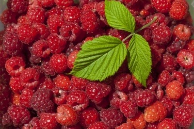 A full picture of red-pink raspberries and a single leaf.