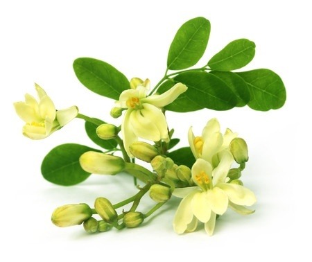 Moringa flowers with leaves on a white background.
