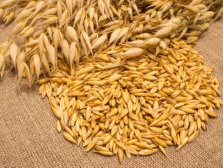 Diet supplements oat grain on canvas closeup