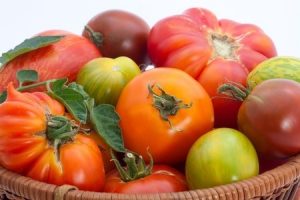 Full basket of homegrown organic heirloom tomatoes. Copyright: evgenyb / 123RF Stock Photoduring harvest time.