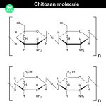 43891020 - chitosan molecule - chemical structure of natural compound, 2d vector of model on white background, eps 8