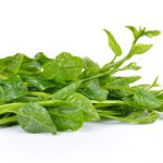 malabar spinach or ceylon spinach isolated on white background