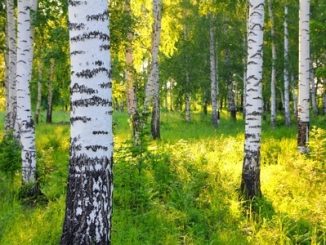A birch forest in early morning sunlight.