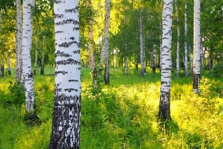 A birch forest in early morning sunlight.