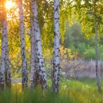 Birch trees in a summer forest under bright sun. Provider of birch water.