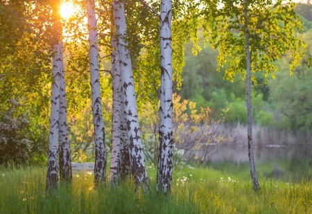 Birch trees in a summer forest under bright sun. Provider of birch water.