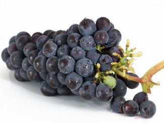 Grapes on a white background. A source of polyphenols.