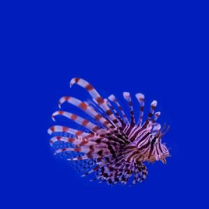 The  red lionfish. pterois miles. Copyright: besjunior / 123RF Stock Photo.