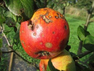 apple diseases