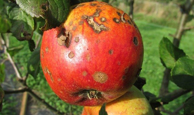 apple diseases