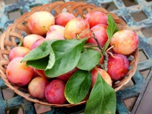 A basket of Victoria plums from an English garden. Copyright: quasargal / 123RF Stock Photo